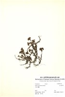 藏品(玉山佛甲草)的圖片